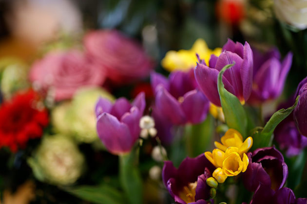 Zeiss Otus 55mm f/1.4 Sample Photo - Flowers, Bokeh