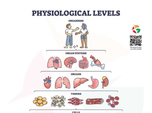 Physiological Levels of Organization