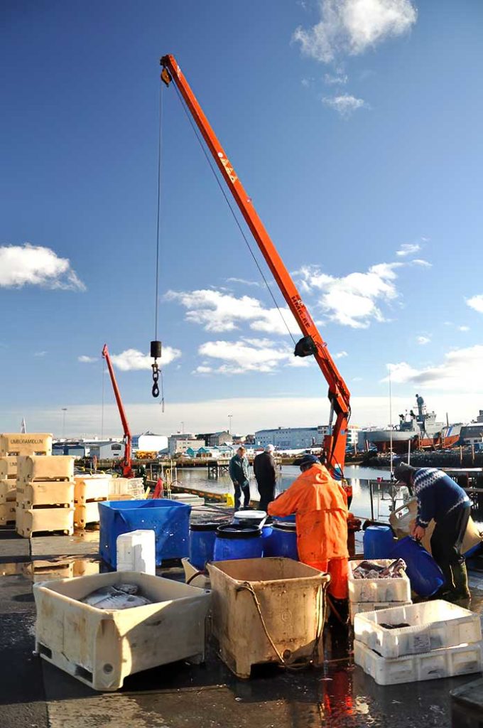 Reykjavik Harbor Fish Market, Iceland