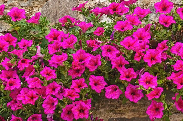 Цветница: A vibrant spring holiday rooted in faith, flowers, and folklore