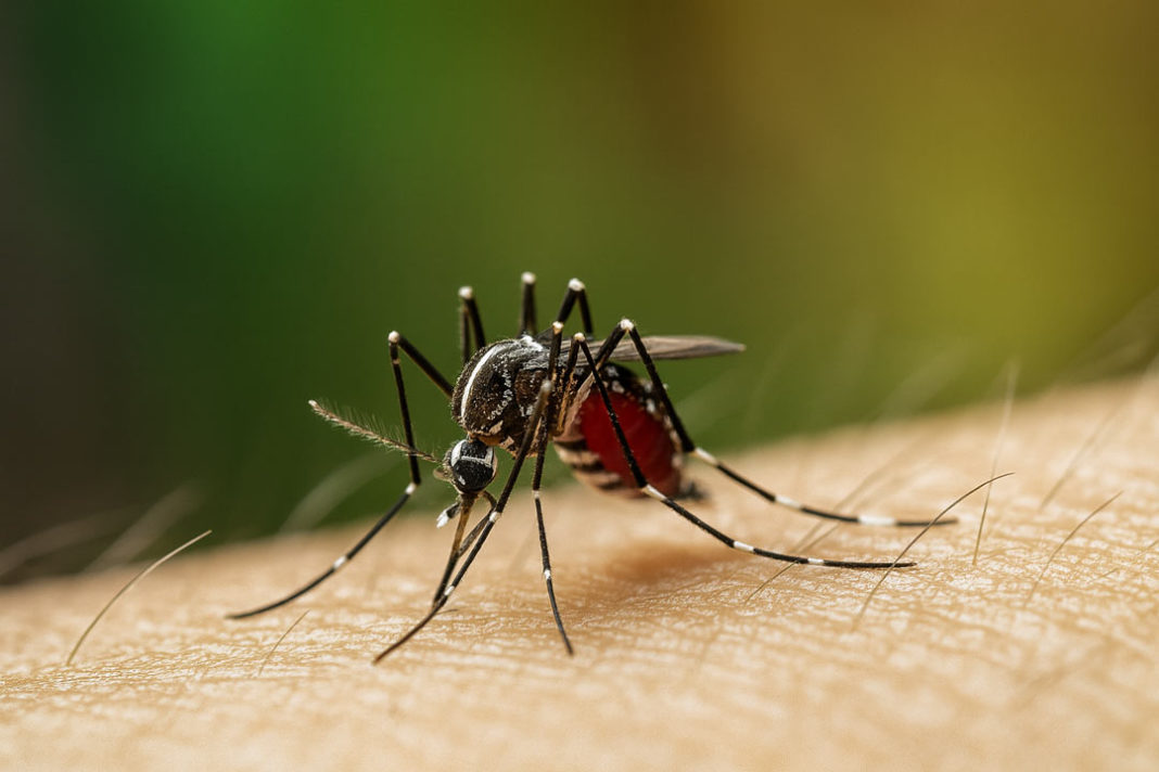 Chikungunya Virus: What You Need to Know in 2025