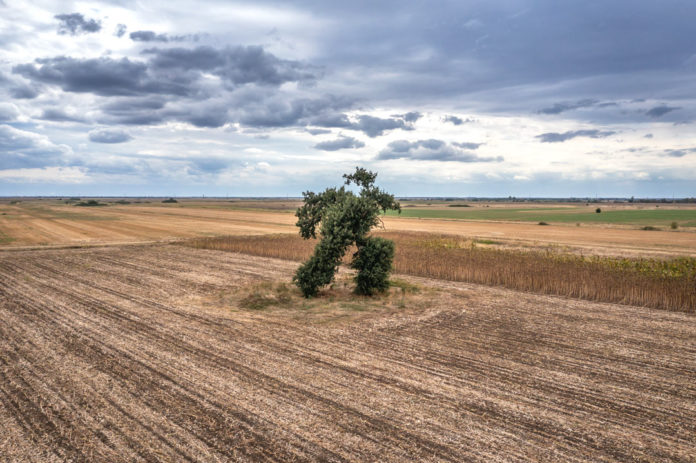 The Running Tree of Trakia: Bulgaria’s Strangest Roadside Surprise