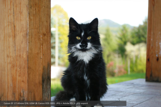 Canon EF 17-40mm f4L USM - Cat staring at the camera