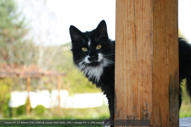 Canon EF 17-40mm f4L USM - Cat staring at the camera