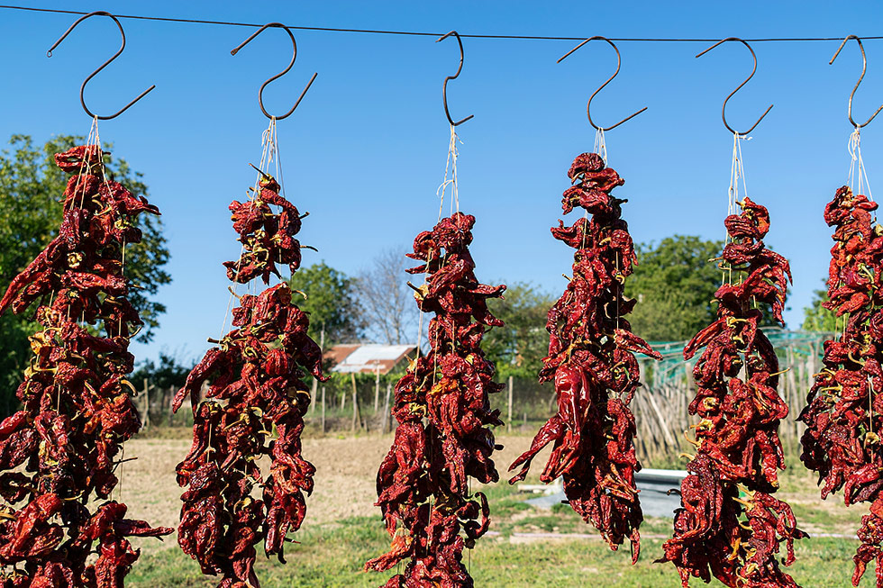 Drying red peppers under the sun in Bulgaria