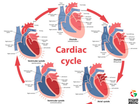 A simple and engaging explanation of how each heartbeat works, from filling to pumping and back again.