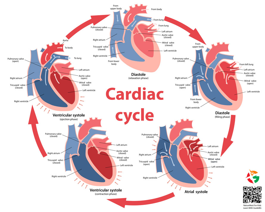 A simple and engaging explanation of how each heartbeat works, from filling to pumping and back again.
