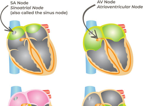 Heart Conduction System