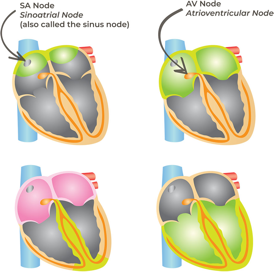 Heart Conduction System