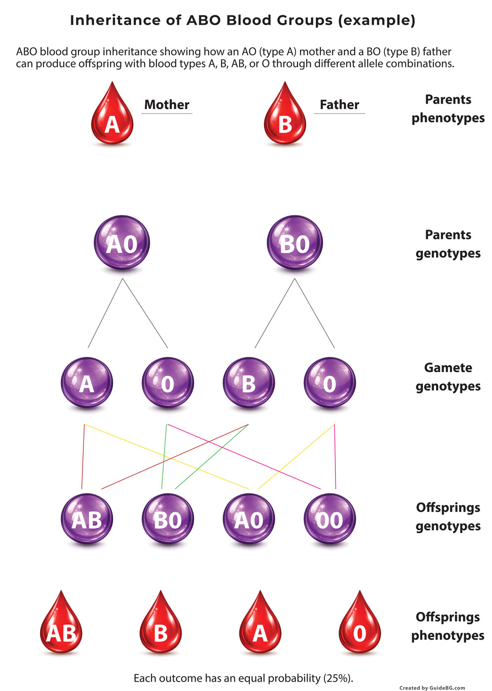 Blood Groups Explained: The ABO and Rh Systems - Kids - GuideBG