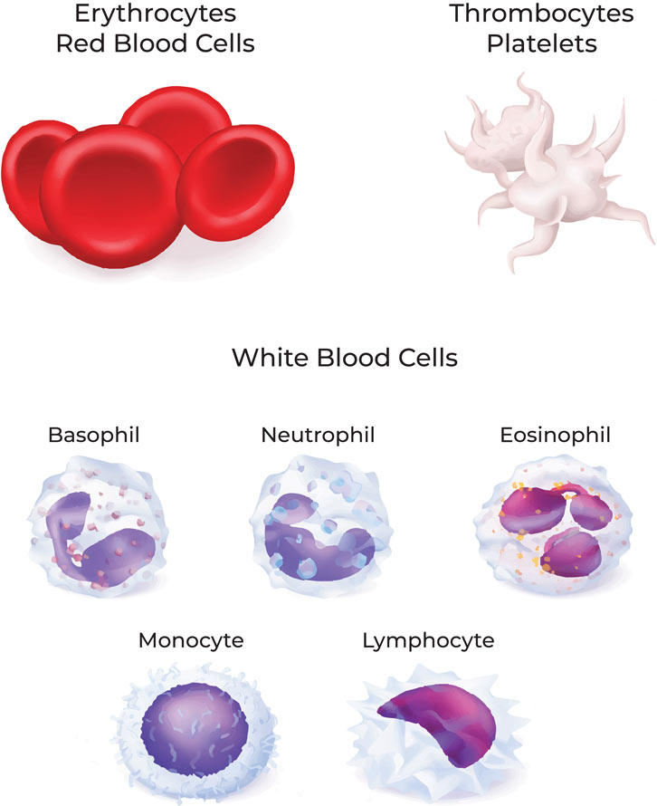 Blood Cell Types