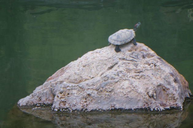 Tylar Lens Photo Sample