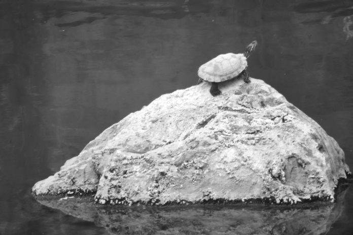 Tylar Lens Photo Sample Lens review